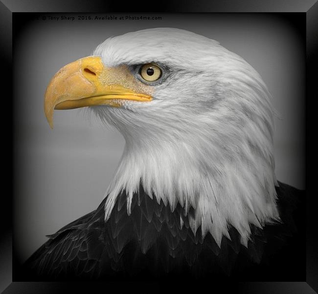 American Bald Eagle (Haliaeetus leucocephalus) Framed Print by Tony Sharp LRPS CPAGB