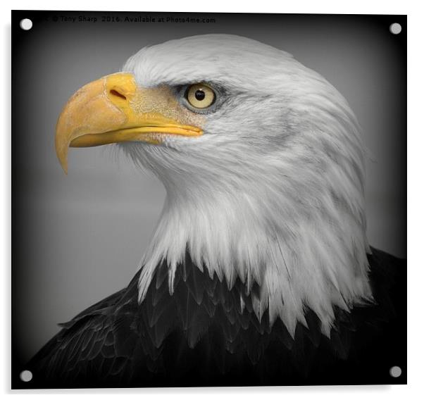 American Bald Eagle (Haliaeetus leucocephalus) Acrylic by Tony Sharp LRPS CPAGB