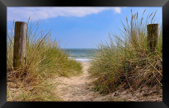 Pathway to the beach  Framed Print by Shaun Jacobs