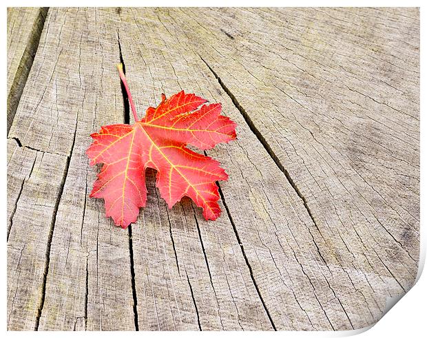 Single red leaf Print by Shaun Jacobs