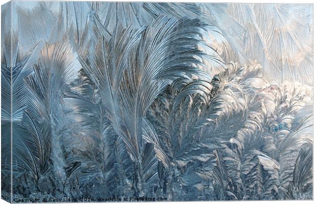Ice Fern Pattern Canvas Print by Sally Lloyd
