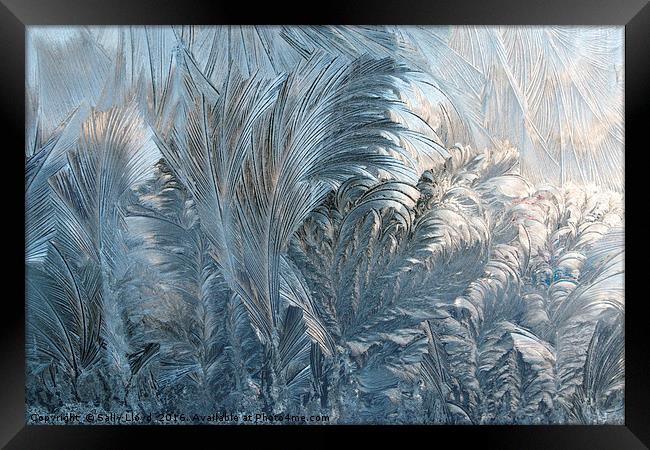 Ice Fern Pattern Framed Print by Sally Lloyd