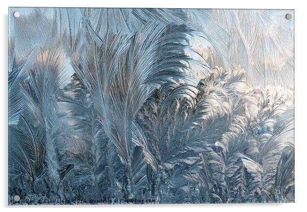 Ice Fern Pattern Acrylic by Sally Lloyd