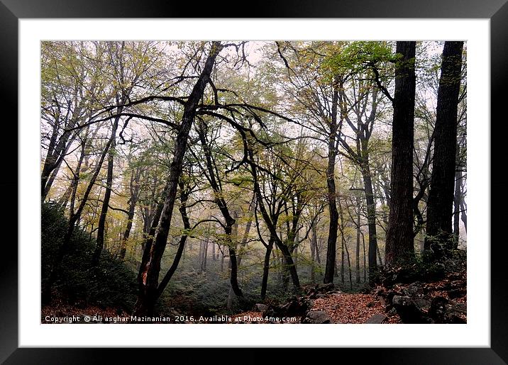 A nice view of a misty day in Autumn in jungle, Framed Mounted Print by Ali asghar Mazinanian