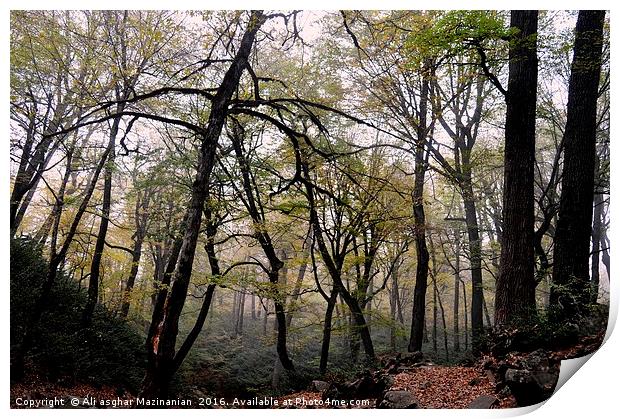 A nice view of a misty day in Autumn in jungle, Print by Ali asghar Mazinanian