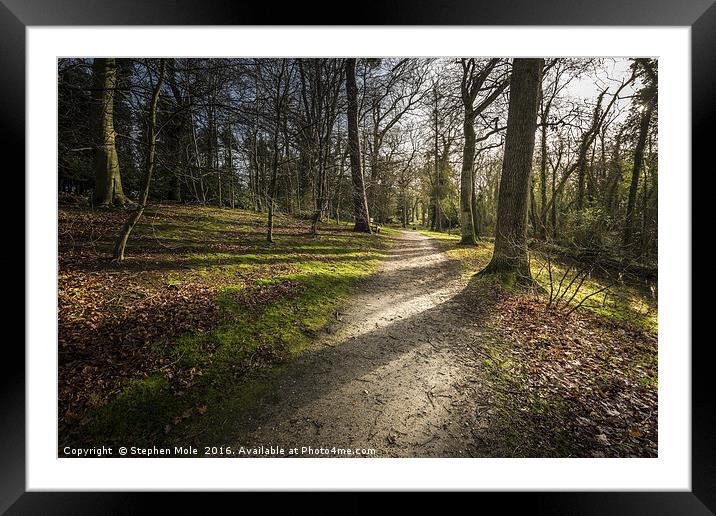 Woodland Walk at Fairhaven Framed Mounted Print by Stephen Mole
