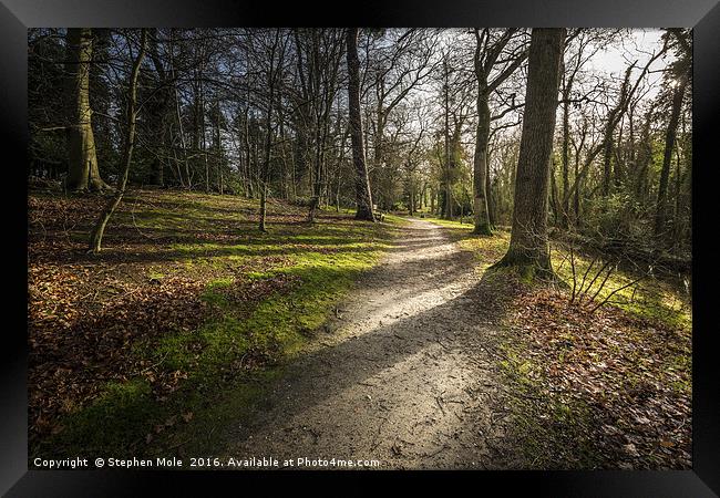 Woodland Walk at Fairhaven Framed Print by Stephen Mole