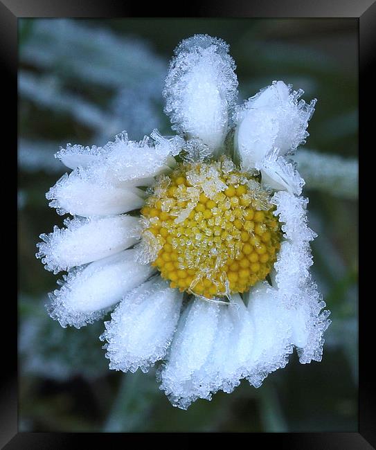 Frozen Daisy JCstudios Framed Print by JC studios LRPS ARPS