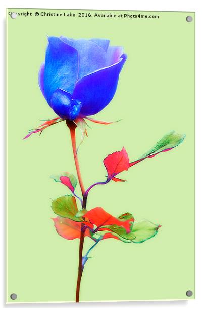 Bluerose Acrylic by Christine Lake