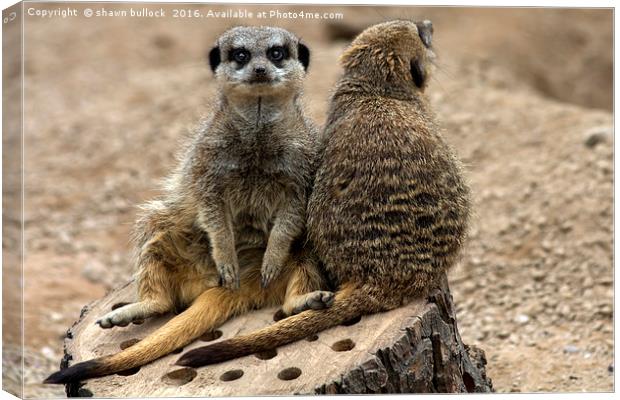 The meerkat Canvas Print by shawn bullock