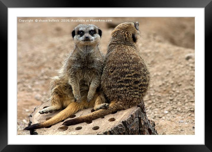 The meerkat Framed Mounted Print by shawn bullock