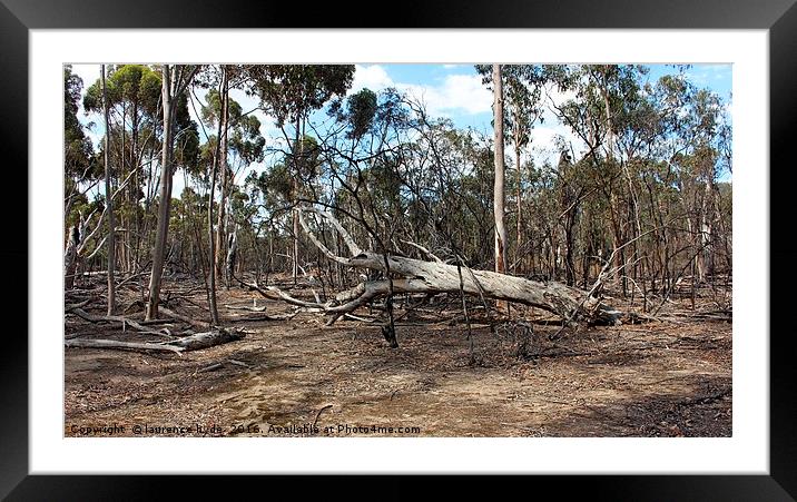 Outback tree collapse Framed Mounted Print by laurence hyde
