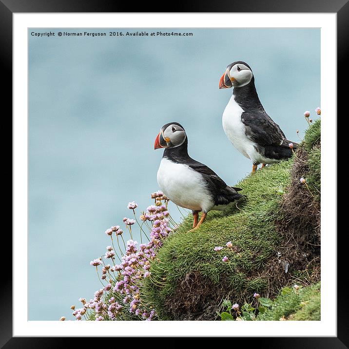 Two Puffins on cliff edge Framed Mounted Print by Norman Ferguson