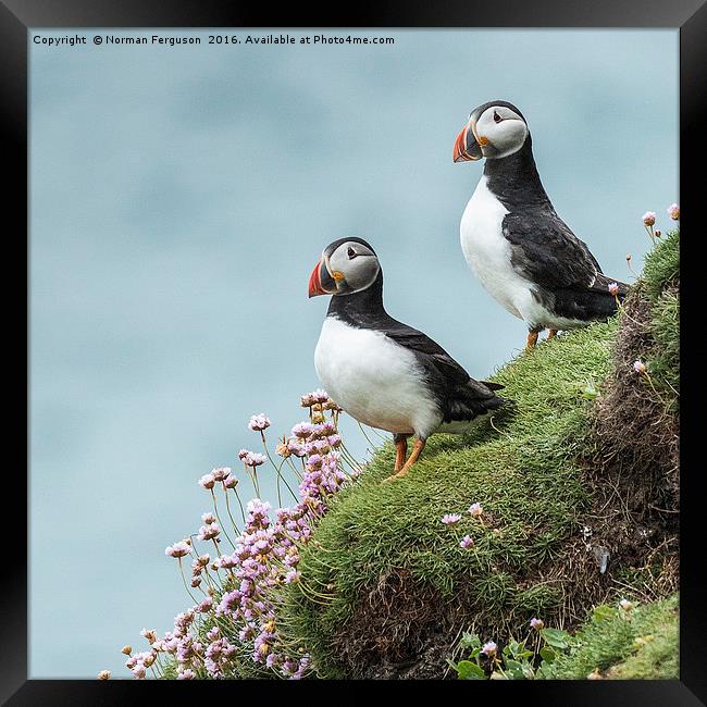 Two Puffins on cliff edge Framed Print by Norman Ferguson