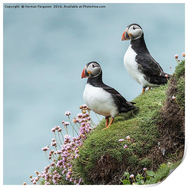 Two Puffins on cliff edge Print by Norman Ferguson