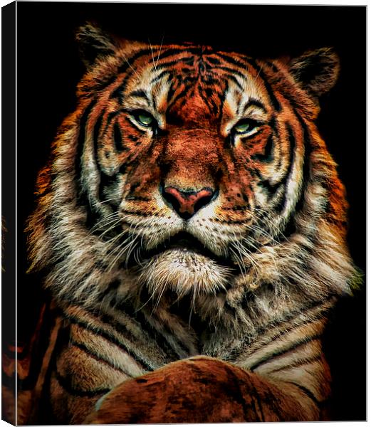 Tiger 1 Canvas Print by Kelly Murdoch