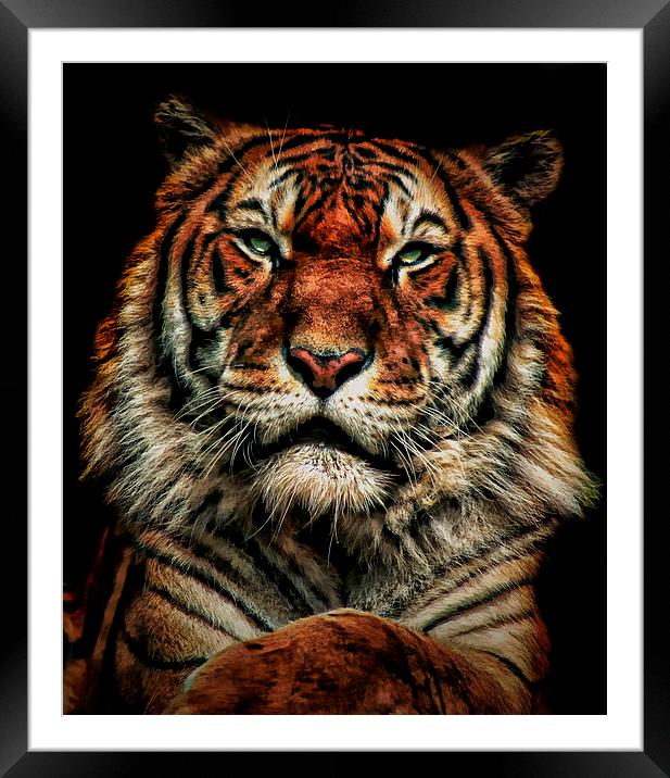 Tiger 1 Framed Mounted Print by Kelly Murdoch