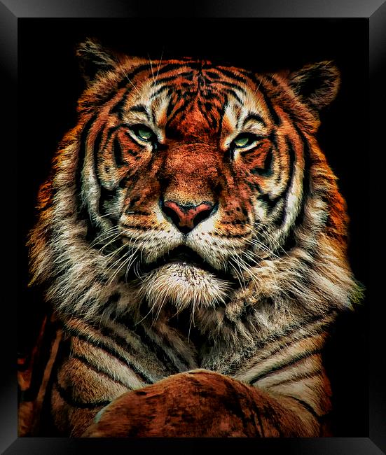 Tiger 1 Framed Print by Kelly Murdoch