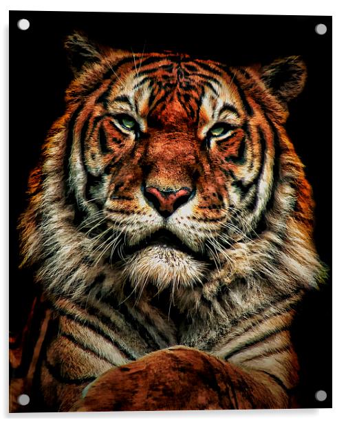 Tiger 1 Acrylic by Kelly Murdoch