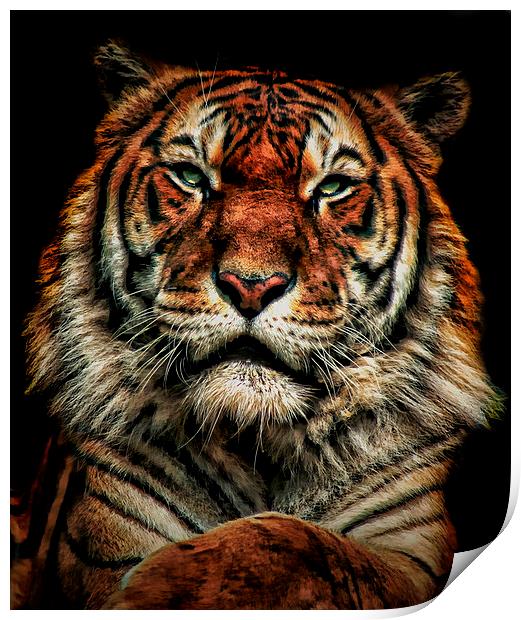 Tiger 1 Print by Kelly Murdoch