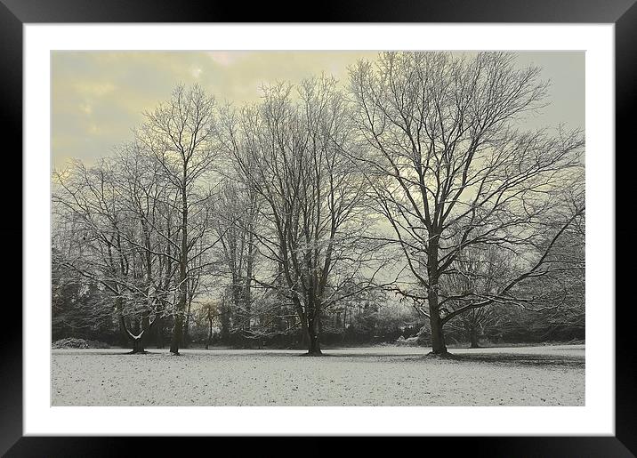 Trees winter season scene                          Framed Mounted Print by Sue Bottomley
