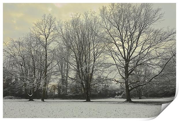 Trees winter season scene                          Print by Sue Bottomley