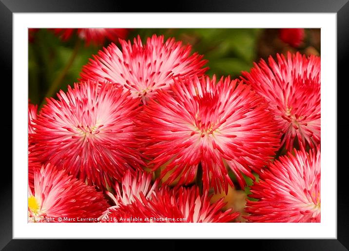 red flowers Framed Mounted Print by Marc Lawrence