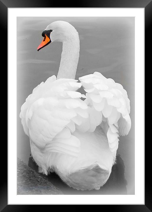             beautiful swan                    Framed Mounted Print by sue davies