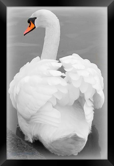             beautiful swan                    Framed Print by sue davies