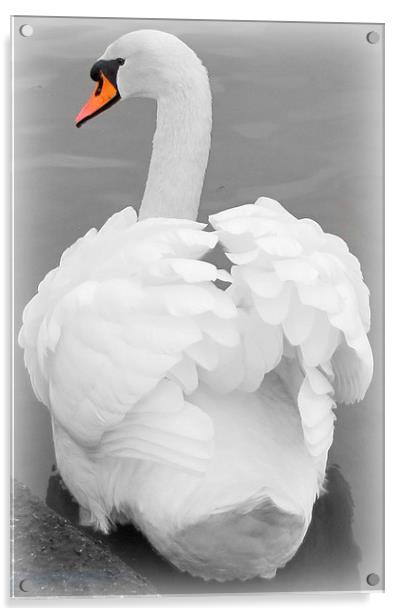             beautiful swan                    Acrylic by sue davies