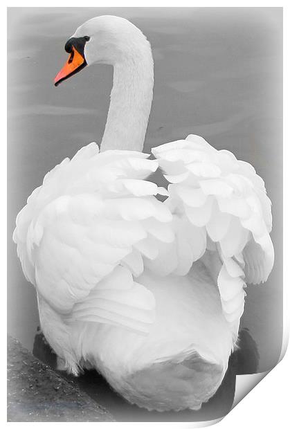             beautiful swan                    Print by sue davies
