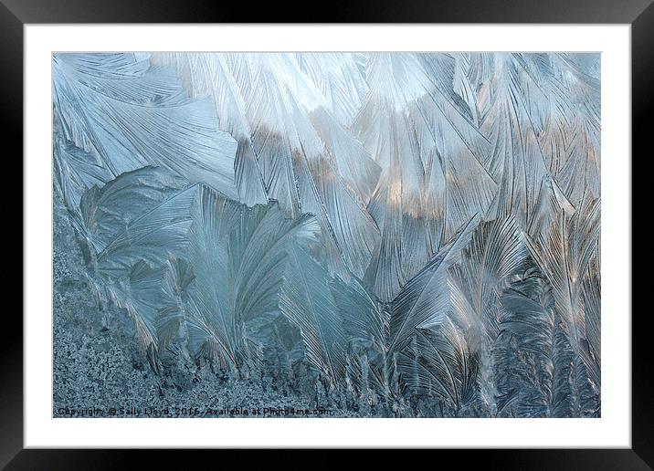Ice Fern Pattern No 2 Framed Mounted Print by Sally Lloyd