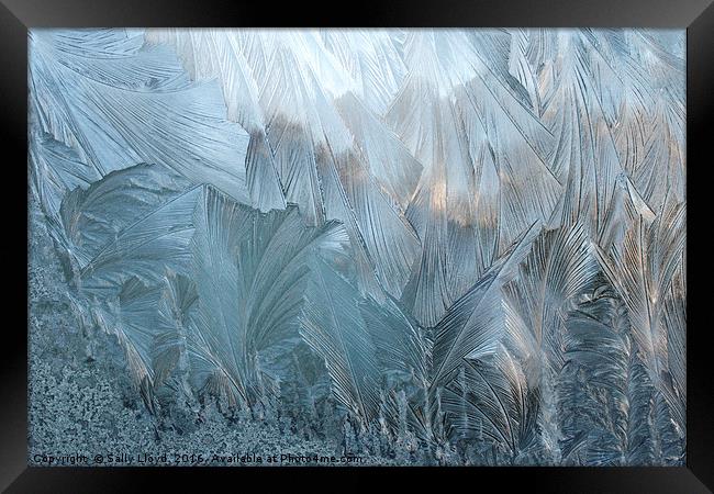 Ice Fern Pattern No 2 Framed Print by Sally Lloyd