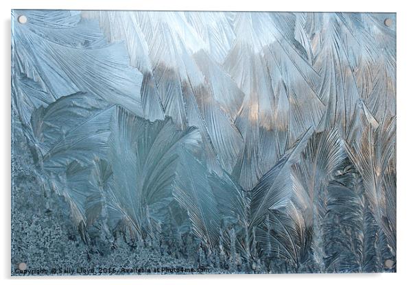 Ice Fern Pattern No 2 Acrylic by Sally Lloyd