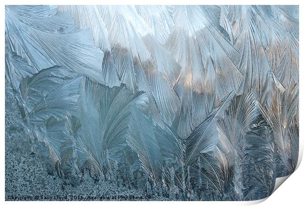 Ice Fern Pattern No 2 Print by Sally Lloyd
