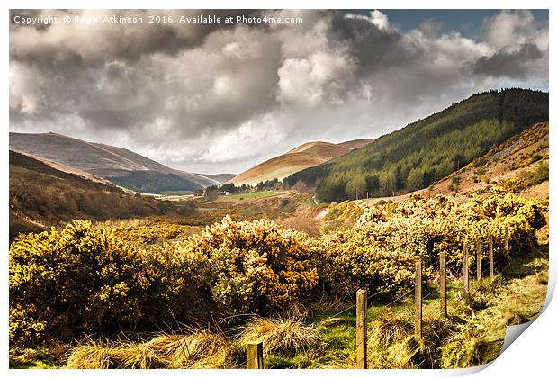 College Valley Northumberland Print by Reg K Atkinson