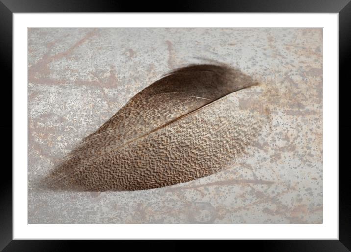 Bronze Mallard Feather Textured 1 Framed Mounted Print by Steve Purnell
