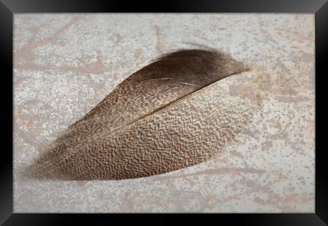 Bronze Mallard Feather Textured 1 Framed Print by Steve Purnell