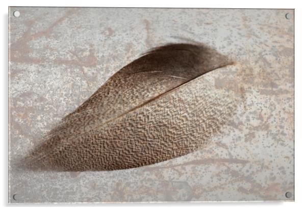 Bronze Mallard Feather Textured 1 Acrylic by Steve Purnell