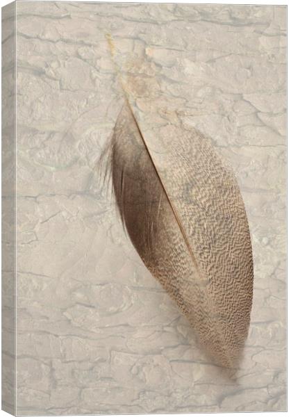 Bronze Mallard Feather Textured 2 Canvas Print by Steve Purnell