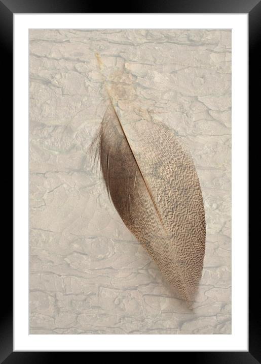 Bronze Mallard Feather Textured 2 Framed Mounted Print by Steve Purnell