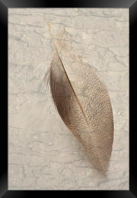 Bronze Mallard Feather Textured 2 Framed Print by Steve Purnell