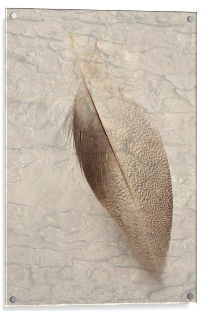 Bronze Mallard Feather Textured 2 Acrylic by Steve Purnell