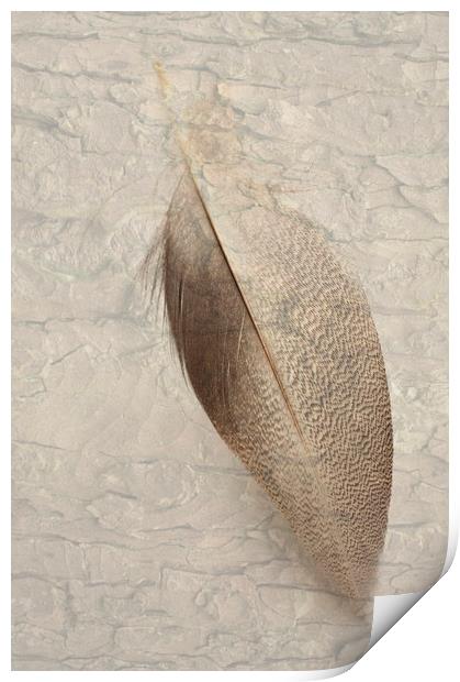 Bronze Mallard Feather Textured 2 Print by Steve Purnell