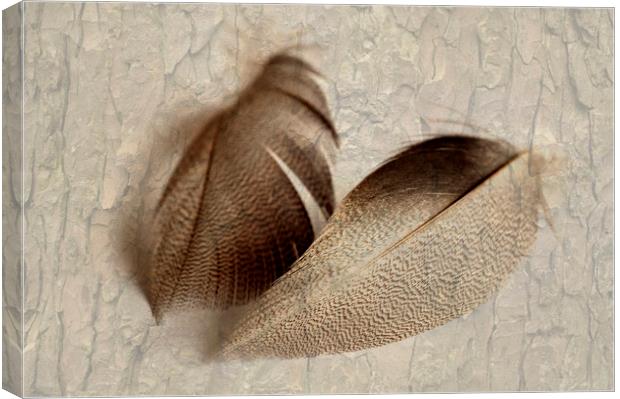 Bronze Mallard Feather Textured 3 Canvas Print by Steve Purnell
