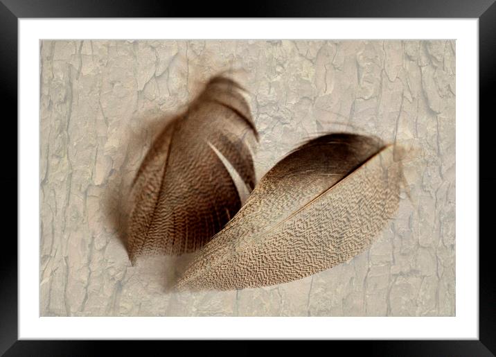 Bronze Mallard Feather Textured 3 Framed Mounted Print by Steve Purnell