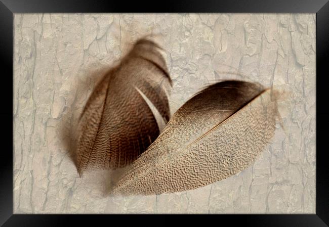 Bronze Mallard Feather Textured 3 Framed Print by Steve Purnell