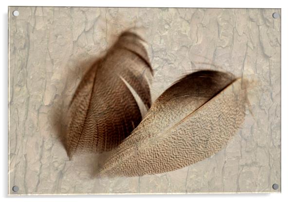 Bronze Mallard Feather Textured 3 Acrylic by Steve Purnell