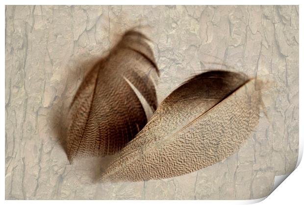 Bronze Mallard Feather Textured 3 Print by Steve Purnell