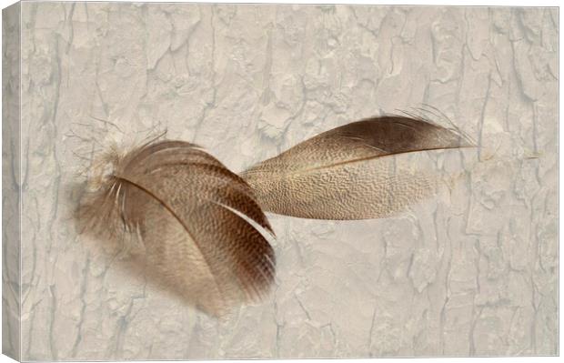 Bronze Mallard Feather Textured 4 Canvas Print by Steve Purnell